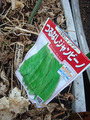 ツルなしジャンビーノ2010.08.25.jpg