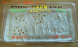 トマト種蒔き2012.03.25.