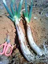 深谷再生ネギ2010.01.27.jpg