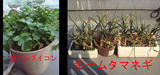ダイコンほか2011.02.27