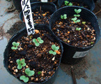四季蒔きキャベツ2012.11.21