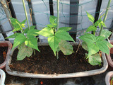 トラ豆3兄弟2010.08.31.jpg