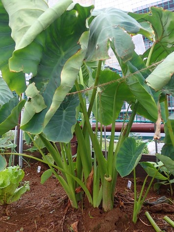 サトイモ2018.09.11