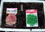 レタス2010.08.28.jpg
