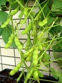 鶴岡だだ茶豆初収穫2012.07.23