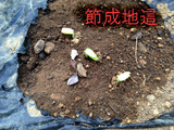 節成地這2013.07.11.