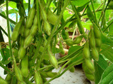 鶴岡だだ茶豆2012.07.21