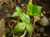 ミツバ2012.03.02.