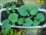 キュウリ2012.07.22