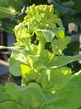 ハクサイ菜花2010.03.jpg
