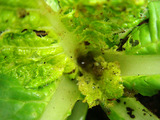 芯食い虫被害2010.09.09.jpg