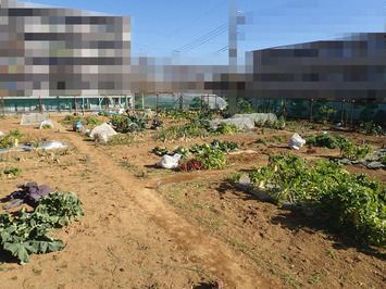 区民農園2019.01.22