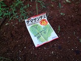 チマサンチュ種まき08.08.11.jpg