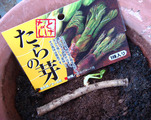 たらの木2013.04.08