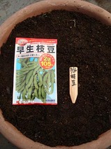 早生枝豆種まき2010.03.26.jpg