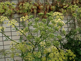 イタリアンパセリ2010.06.14.jpg