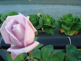 バラ2011.12.12.
