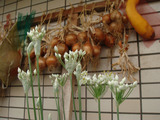 ニラ開花2010.0913.