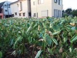 サトイモ2010.09.11.jpg