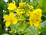 ハクサイ開花2010.04.09.jpg