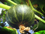 ミニカボチャ「栗坊」2010.08.27.jpg