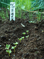 カブ2012.10.26
