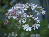 コリアンダー2011.06.02.