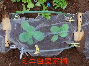 ミニ白菜定植2018.10.04