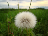 野の花種08.05.25.jpg
