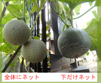 メロン比較2013.08.17