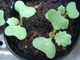 キャベツ新藍2010.08.29.jpg