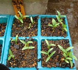 コリアンダー2010.04.16.jpg