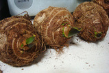 サトイモ発芽2010.03.31.jpg