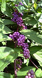 murasaki