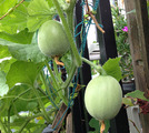 食べ蒔きネットメロン2013.07.30