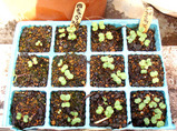 発芽キャベツブロッコリー2010.03.20.jpg