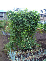 四角マメ