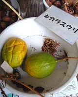 きからすうり