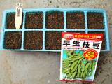 エダマメ種まき2010.04.04.jpg