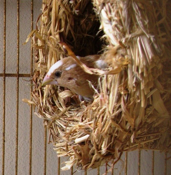 籠に