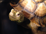 亀頭を持ち上げる!愛カメ