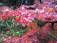 中尊寺紅葉2