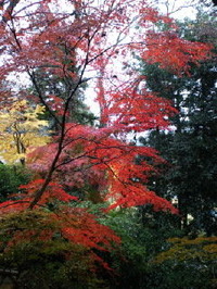 中尊寺紅葉