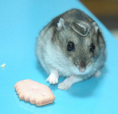 ひま種のせでちゅ!