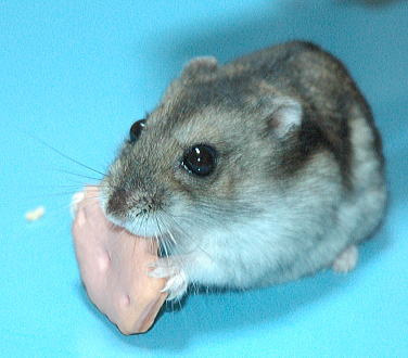 いちごのサンドでちゅ