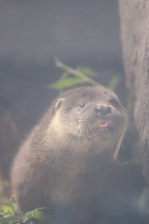 aquamarinefukushima otter child 9