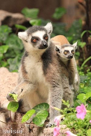 nasu animal kingdom ring tailed lemur