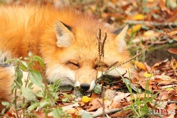 秋色狐 秋のキツネ/キツネ村 : すいすい写真館