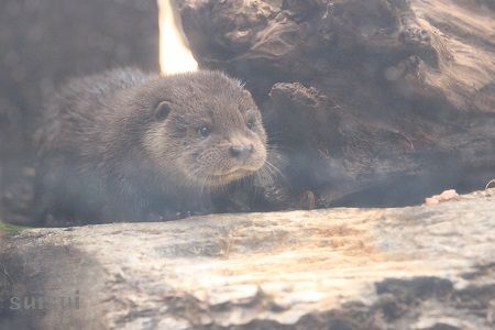 aquamarinefukushima otter child 12