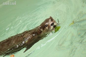 はっぱ